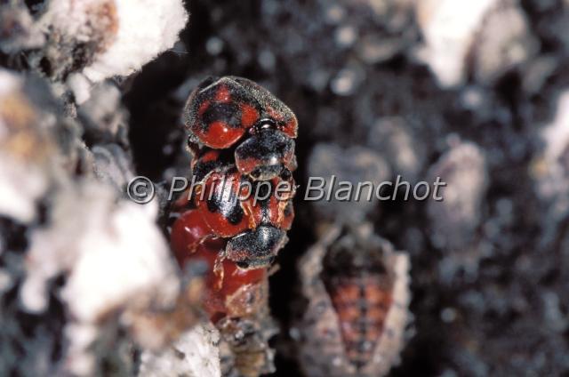 rodalia cardinalis.JPG - Accouplement de Rodalia cardinalis, coccinelle australienne, prédatrice de cochenilles (Icerya purchasi)Australian Lady-bug Coleoptera, CoccinellidaeFrance